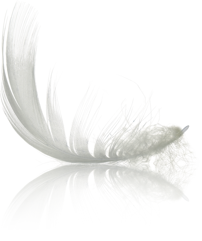 White Swan Feather with Reflection Isolated